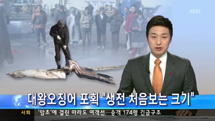 '대왕오징어' 부산 앞바다에서 잡혔다