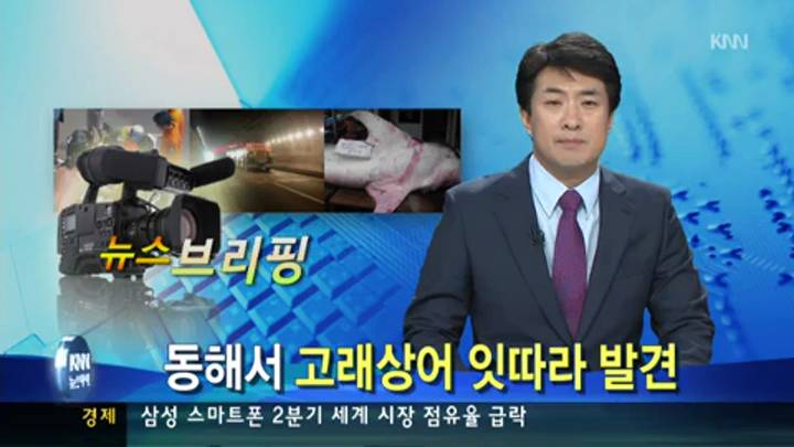 뉴스브리핑-동해에서 고래상어 잇따라 죽은채 발견
