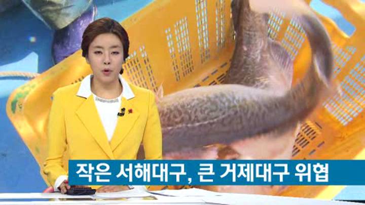 겨울철 대표 생선 대구 주산지 위태위태