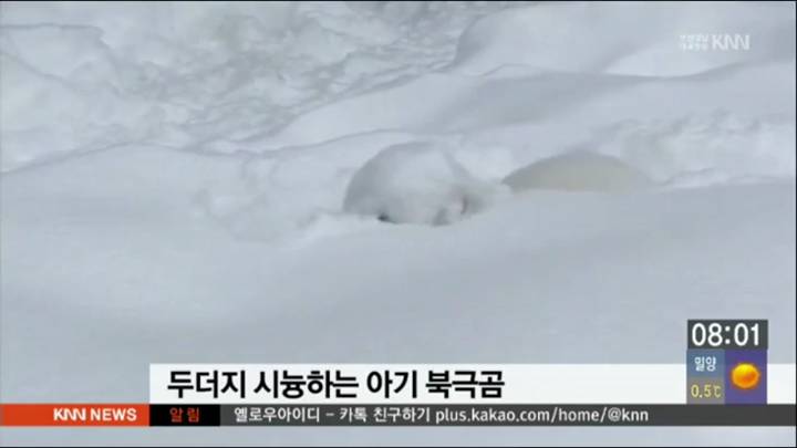 두더시 시늉하느라 얼굴이 온통 눈범벅된 아기 북극곰