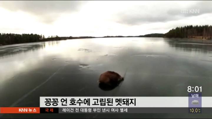 꽁꽁 언 호수 위에 고립된 멧돼지 한마리