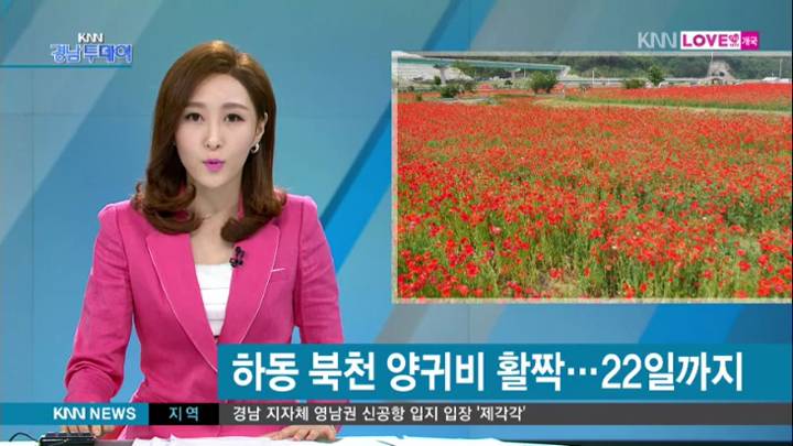'꽃중의 꽃' 대규모 양귀비 단지 장관
