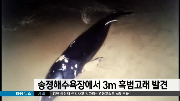부산 송정해수욕장에서 3미터 흑범고래 발견