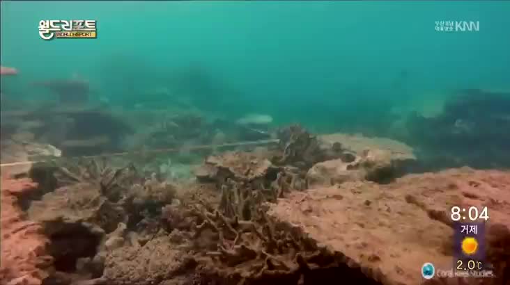 죽어가는 세계 최대 산호초 군락지