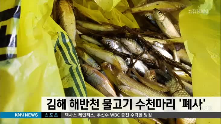 김해 해반천 물고기 수백마리 '폐사'