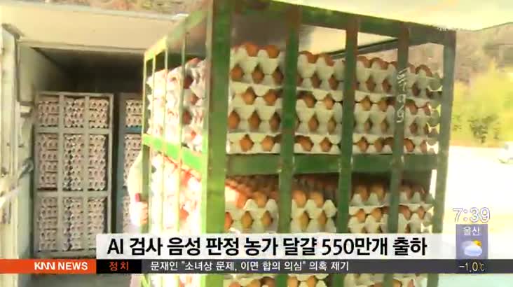 달걀 550만개 출하, '달걀값 잡기는 역부족'