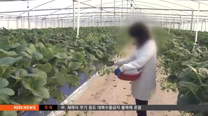 딸기 수경재배용 멀티컵 베드 개발