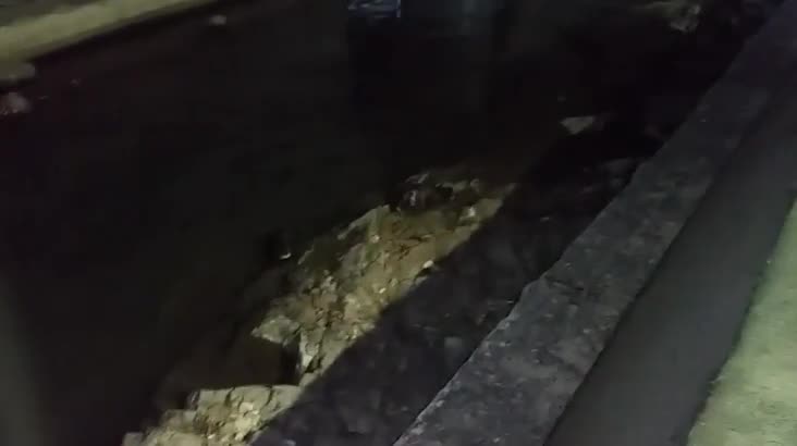 부산의 중심을 가르는 물줄기 온천천에 수달이 나타나다!