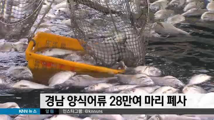 경남 양식어류 28만여 마리 폐사