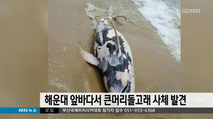 해운대 앞바다서 큰머리돌고래 사체 발견