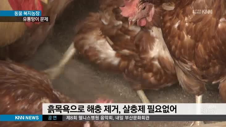 살충제 달걀 파동에도 동물복지 힘든 이유는?