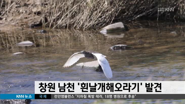 창원 남천에서 희귀 흰날개해오라기 발견