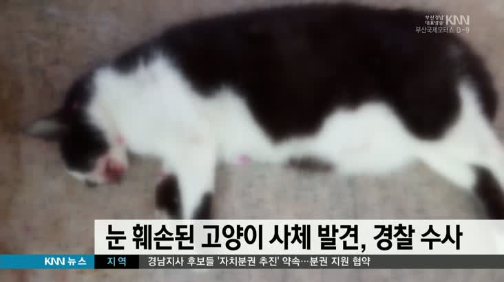 눈 훼손된 고양이 사체 발견, 경찰 수사