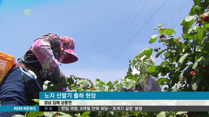 전국 최대산지, 김해 노지 산딸기 본격 출하