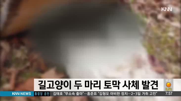김해에서 길고양이 2마리 토막 사체 발견