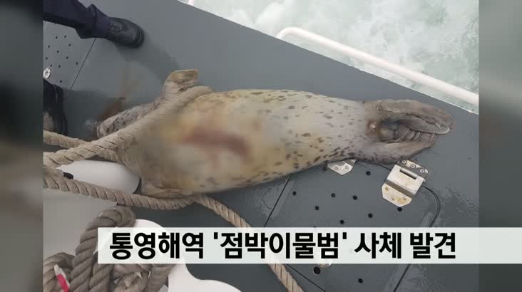 통영해역 천연기념물 점박이물범 사체 발견