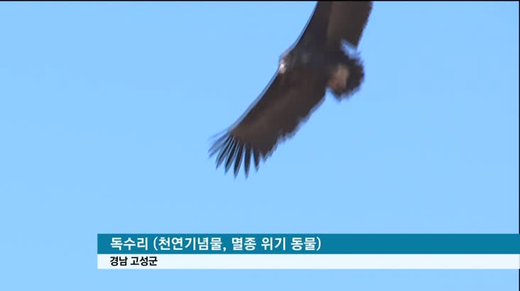 독수리 보호·연구, 몽골과 협력