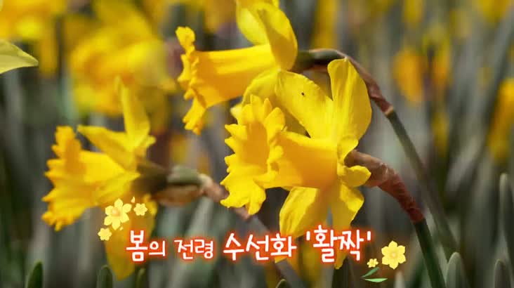 (영상뉴스)봄의 전령 수선화 ‘활짝’