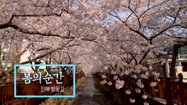 (04/10 방영) 위대한 유산 100경 – 봄의 순간, 진해 벚꽃길