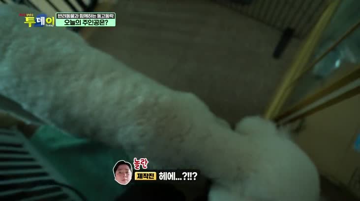 (07/12 방영) 반려동물과 함께하는 동고동락 – 강아지 '' 고양이 6마리 대가족!