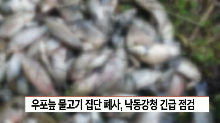 우포늪 물고기 집단 폐사, 낙동강청 긴급 점검