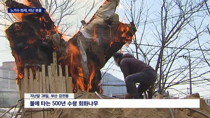 500년 회화나무 불.. 안타까움 넘어 분노