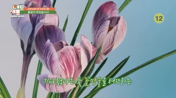 (05/14 방영) 네모세모 – 살랑살랑 향기로운 봄! 봄꽃이 피었습니다