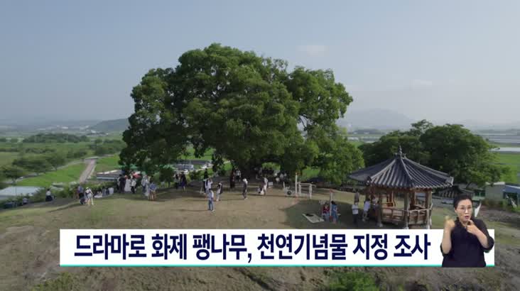 드라마로 유명해진 팽나무, 실제 천연기념물 지정 검토