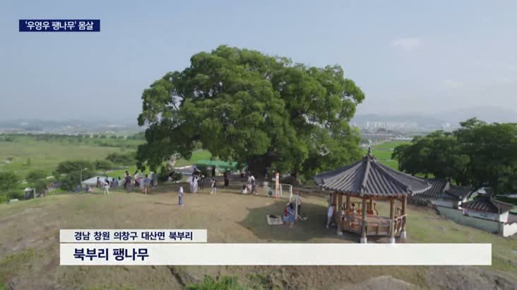 ‘우영우 팽나무’ 천연기념물 지정되나