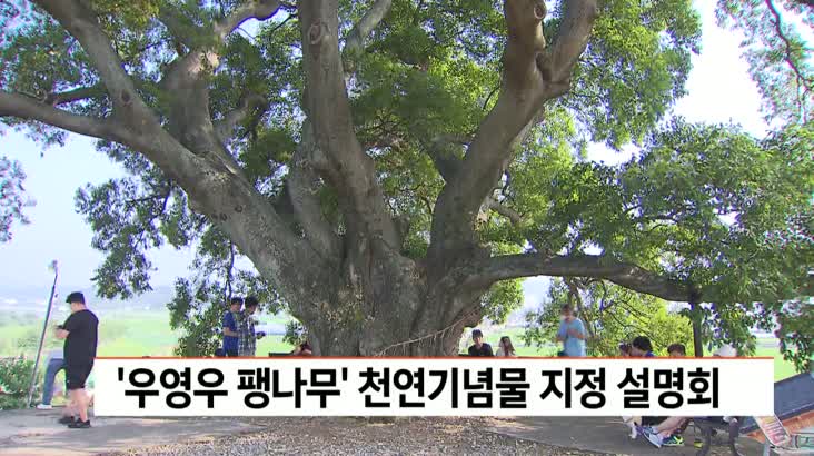 ‘우영우 팽나무’천연기념물 지정 주민설명회 개최