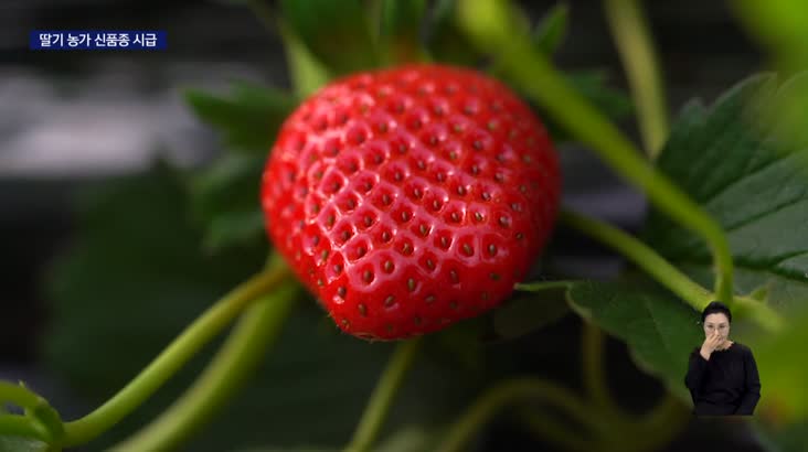 [종자 4]일본 제친 국산 딸기, 기후위기 ‘휘청’