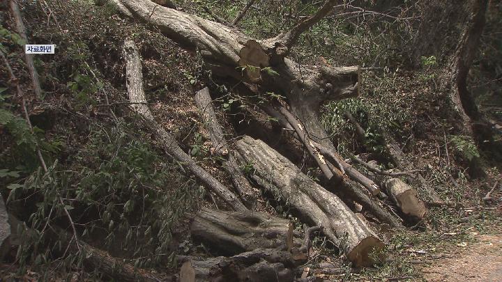 사천에서 벌목하던 50대, 쓰러지는 나무에 사망