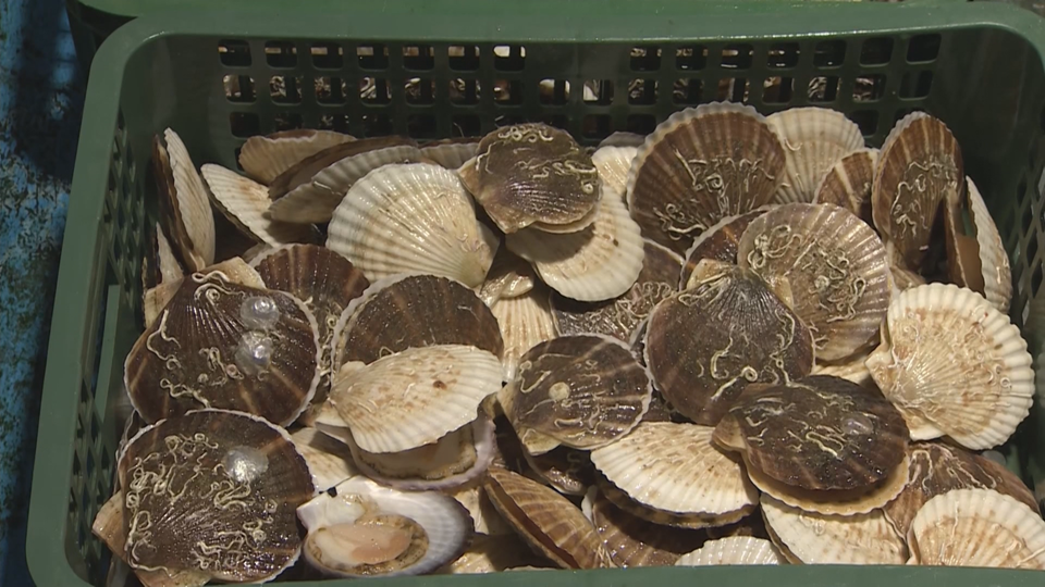 日 수산물, 10개월 만에 中 수출…홋카이도 가리비 출하