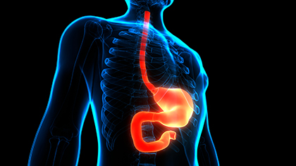 부경대·서울대병원, 차세대 ‘인공식도’ 구현 성공