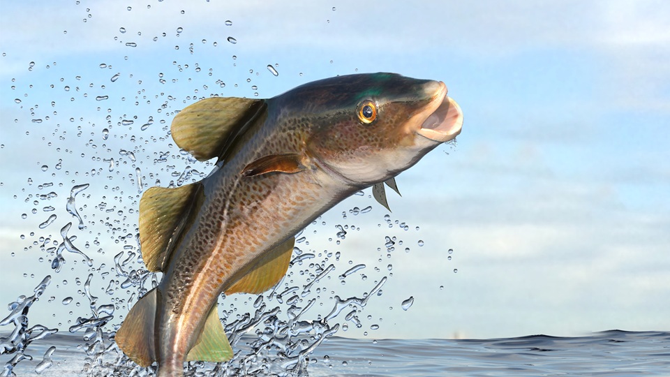 겨울 진객 ‘거제 대구’ 실종…고수온 여파에 축제도 20년 만에 ‘연기’