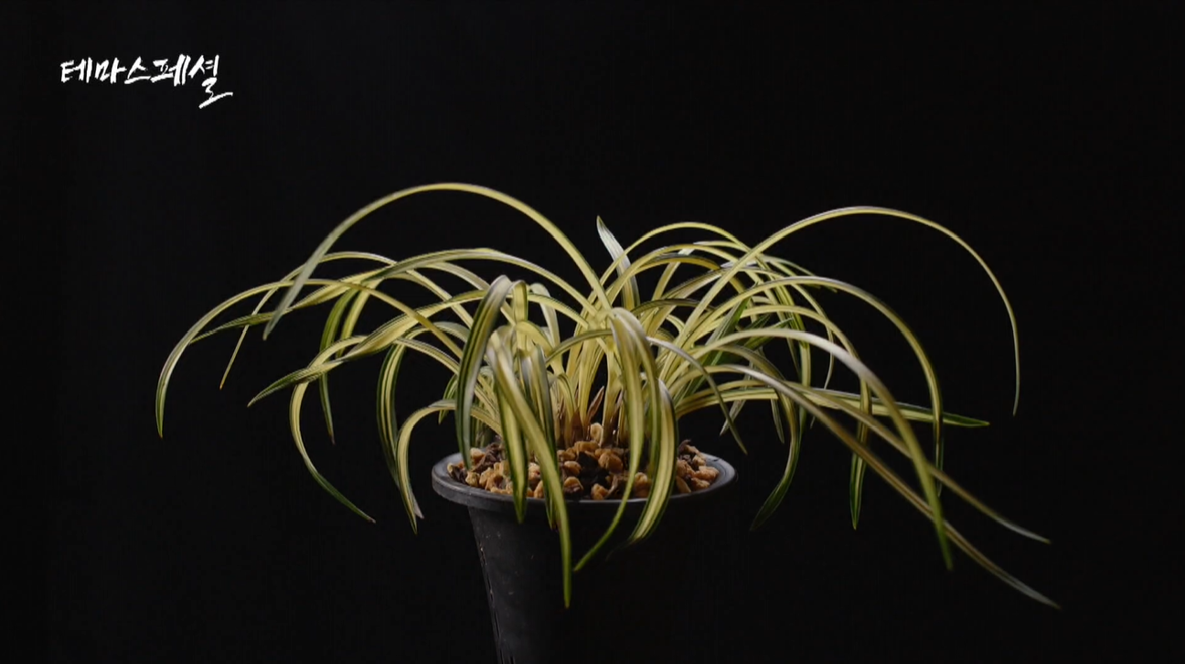 [테마스페셜] 화순, 춘란 산업화로 ‘대한민국 춘란의 중심지’ 도약