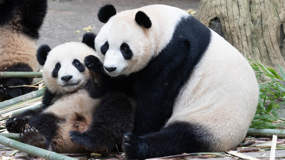 李 대통령, 中에 ‘판다 대여’ 요청…광주 우치동물원 거론