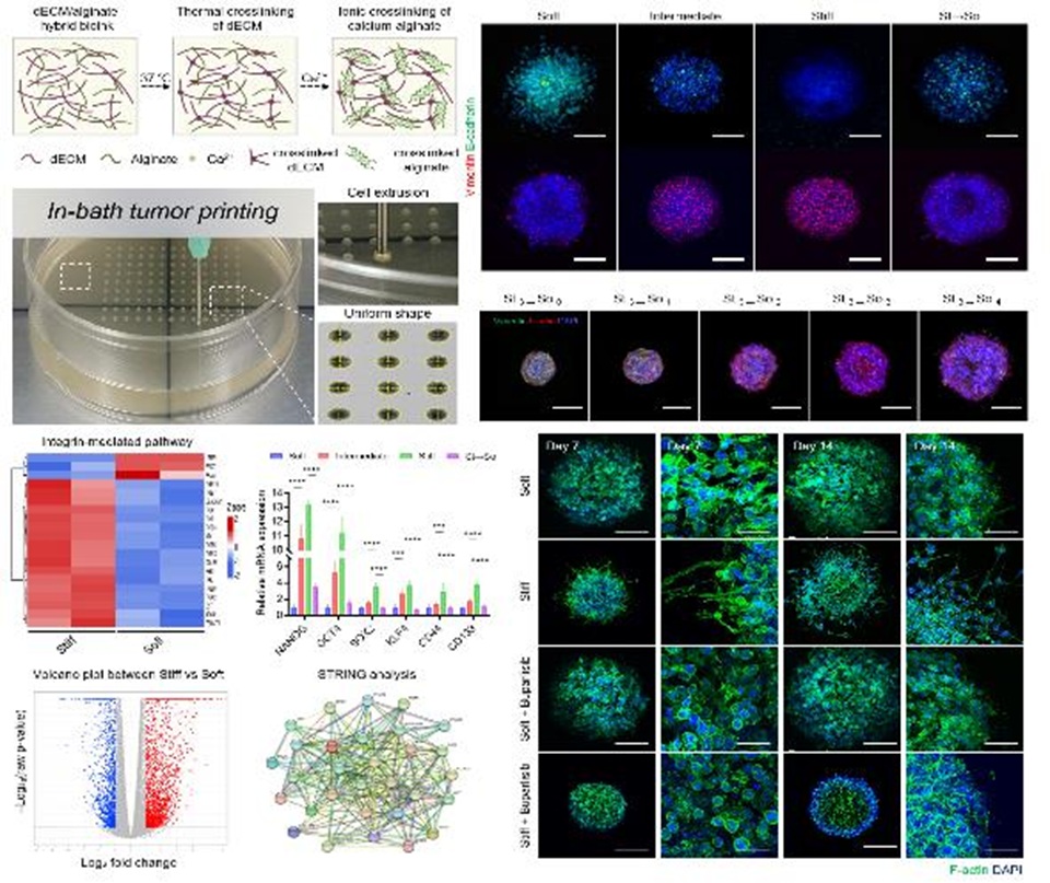 암세포 주변 환경에 따라 암 치료 효과 저하…부산대 연구팀, 3차원 암 모델 플랫폼 개발
