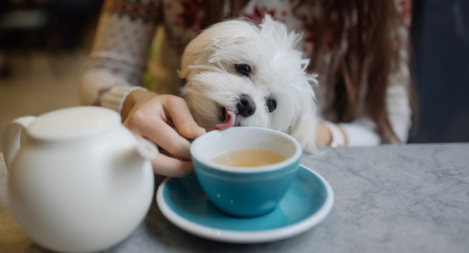반려동물 식당 동반 출입 허용된다…“세부 조건 충족 쉽지 않아”