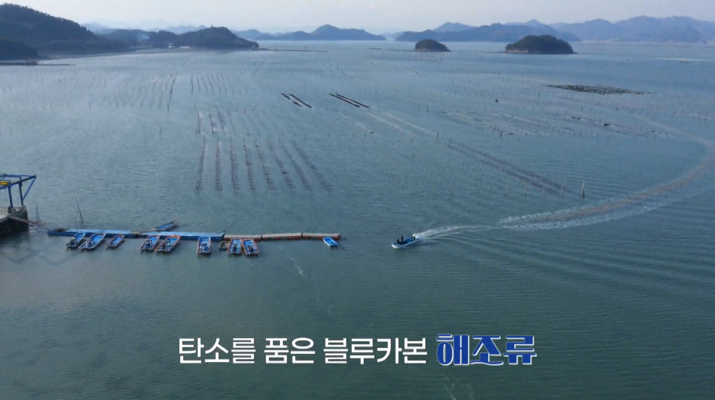 [테마스페셜] 탄소 품는 해조류…완도, 블루카본으로 바다의 미래 연다